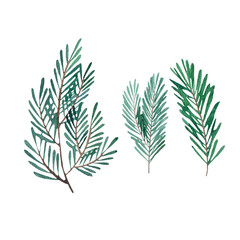 illustration of fir branches, picture of Christmas plants drawn in watercolor.