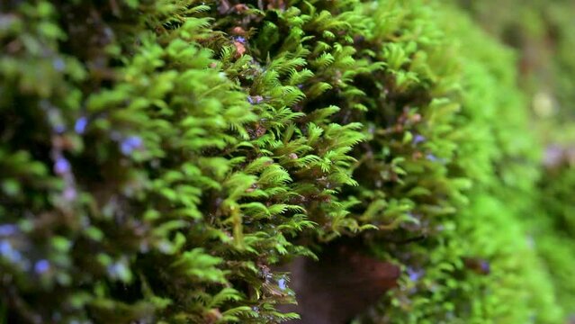 苔の上を流れる雫