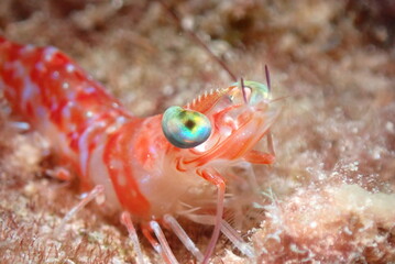 Shimp Found in Saipan