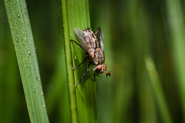 fly on leaf