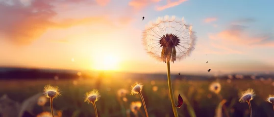  Professional Macro of a Dandelion during Sunset surrounded by Flying Dandelions. © Boss