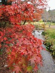 2023香川用水記念公園の紅葉【香川県三豊市】10
