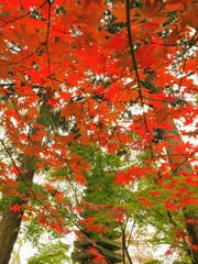 宝光寺(香川県三豊市財田町)の紅葉20232