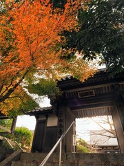 こんぴらさんの松尾寺の紅葉【香川県仲多度郡琴平町・金刀比羅宮】4