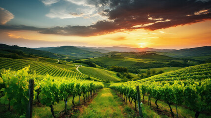 Fototapeta premium Extra wide panoramic shot of summer vineyard shot at sunset