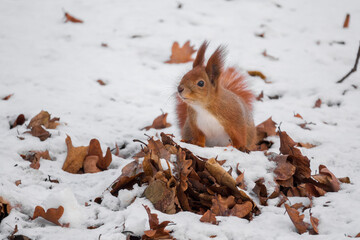 Red squirrel hiding food