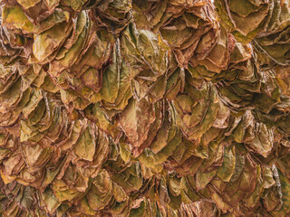Drying tobacco leaves background