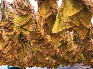 Tobacco leaves drying