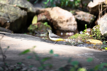 Grey wagtail near river in a forest