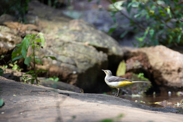 Grey wagtail near river in a forest
