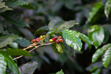 Close up view of coffee beans or coffee fruits or coffee cherries