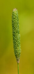 inflorescence of timothy grass in detail isolated