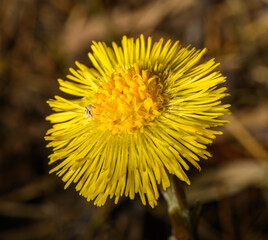 yellow coltsfoot (Tussilago farfara) flower detail