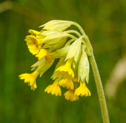 yellow flowers of common cowslip (Primula veris) aka cowslip primrose