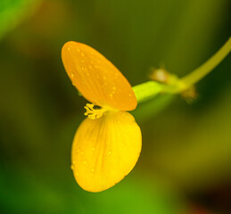 small yellow exotic orchid flower
