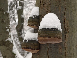 Fomes fomentarius covered with  snow on a tree trunk in the winter forest. Mushroom known as the tinder fungus, hoof fungus, tinder conk, tinder polypore or ice man fungus - obrazy, fototapety, plakaty