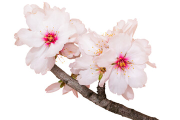 Flores de Amendoeira recortadas