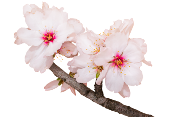 Flores de Amendoeira recortadas