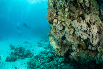 Beautiful coral reef with several divers on the background, Marsa Alam, Egypt