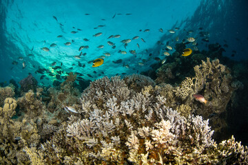 Beautiful coral reef with various coral reef fishes in turquoise waters, Marsa Alam, Egypt