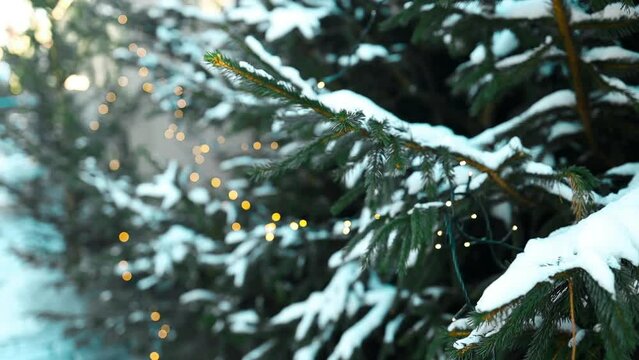 Group of various types of real evergreen Christmas trees on display for sale at seasonal live tree lot at christmas market. High quality FullHD footage