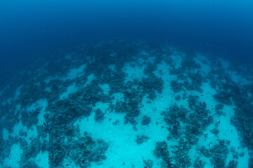 Fototapeta na wymiar View over a coral reef in Marsa Alam, Egypt