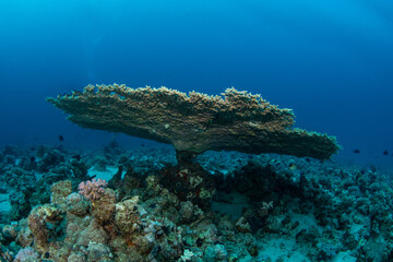 Gorgeous table coral (Acropora sp) on the reefs of St. Johns, Marsa Alam, Egypt 