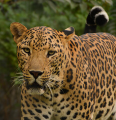 Leopard in action mode wishes its photoshoot with different pose. 