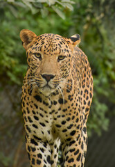 Leopard in action mode wishes its photoshoot with different pose. 