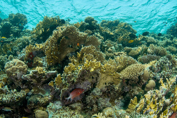 View over the beautiful reef covered by a great variety of hard corals surrounded by multiple smaller reef fishes, Marsa Alam, Egypt