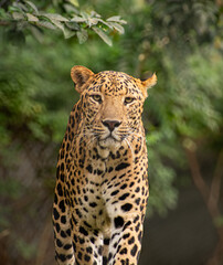 Leopard in action mode wishes its photoshoot with different pose. 