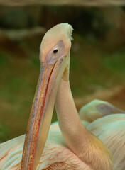 Pelican close-up of eye and beak. great details