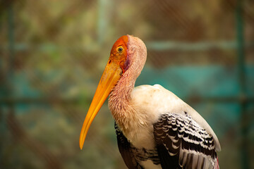 painted stork in a relaxing mood given a great macro and stable shots.
