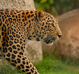 Leopard in action mode wishes its photoshoot with different pose. 