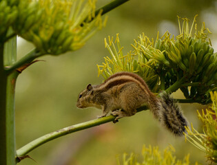 Squirrel playing on a tree trunk and showing its great cute moves.