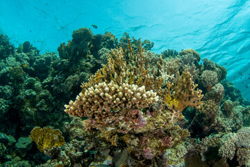 Naklejka na ściany i meble View over the beautiful reef covered by a variety of hard corals, Marsa Alam, Egypt