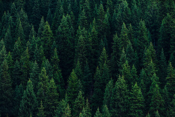 Fir tree forest abstract background - Powered by Adobe