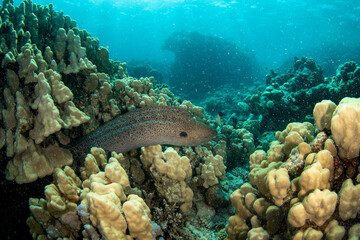 Giant moray eel (Gymnothorax javanicus) coming out of its hideout on a picturesque coral reef, Red sea, Egypt