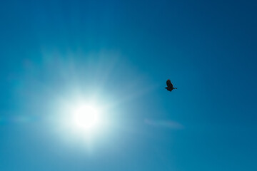 Bird of prey flying on blue sky background with bright sun
