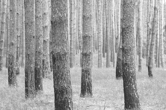 Black and white photo of beautiful pine trees in autumn forest