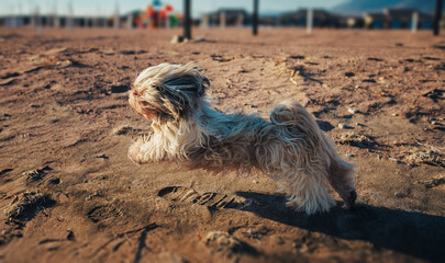 Shih-tzu dog running on the beach at sunset