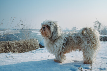 Shih-tzu dog on a riverbank in winter