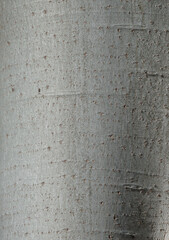 Textured bark of poplar tree close-up