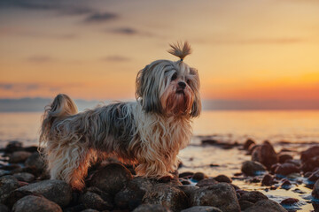 Shih-tzu dog standing on rocky lake shore at sunset - obrazy, fototapety, plakaty