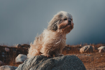 Shih tzu dog sitting on stone on mountains background