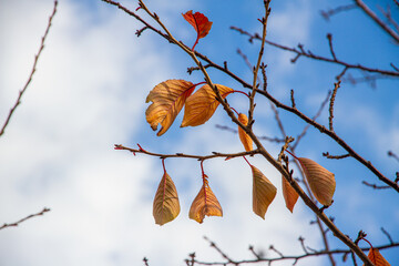 autumn leaves against blue sky