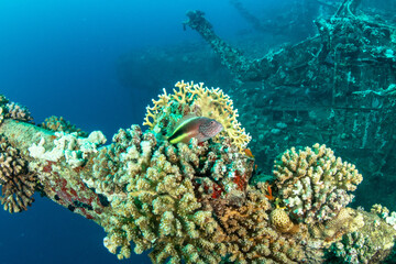 Naklejka na ściany i meble Beautiful corals surrounded by small colorful fishes covering the hull of the MV Salem Express shipwreck, Red Sea, Egypt