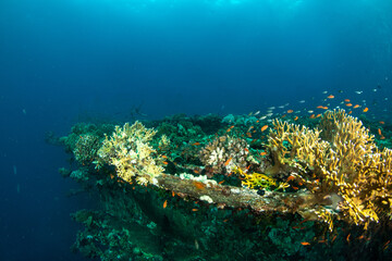 Fototapeta na wymiar Beautiful corals surrounded by small colorful fishes growing on the hull of the sunken MV Salem Express shipwreck, Red Sea, Egypt