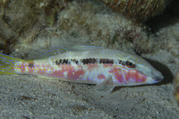 Red Sea Goatfish, probably Long-barbel goatfish (Parupeneus macronemus) on the coral reef in Marsa Alam, Egypt