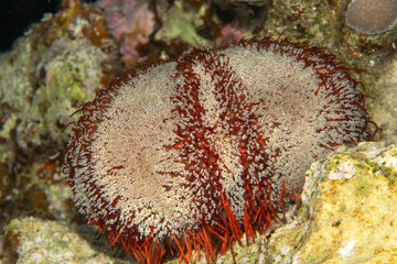 Closeup of the purple-grey Collector Urchin (Tripneustes gratilla) on the coral reef of Marsa Alam, Egypt